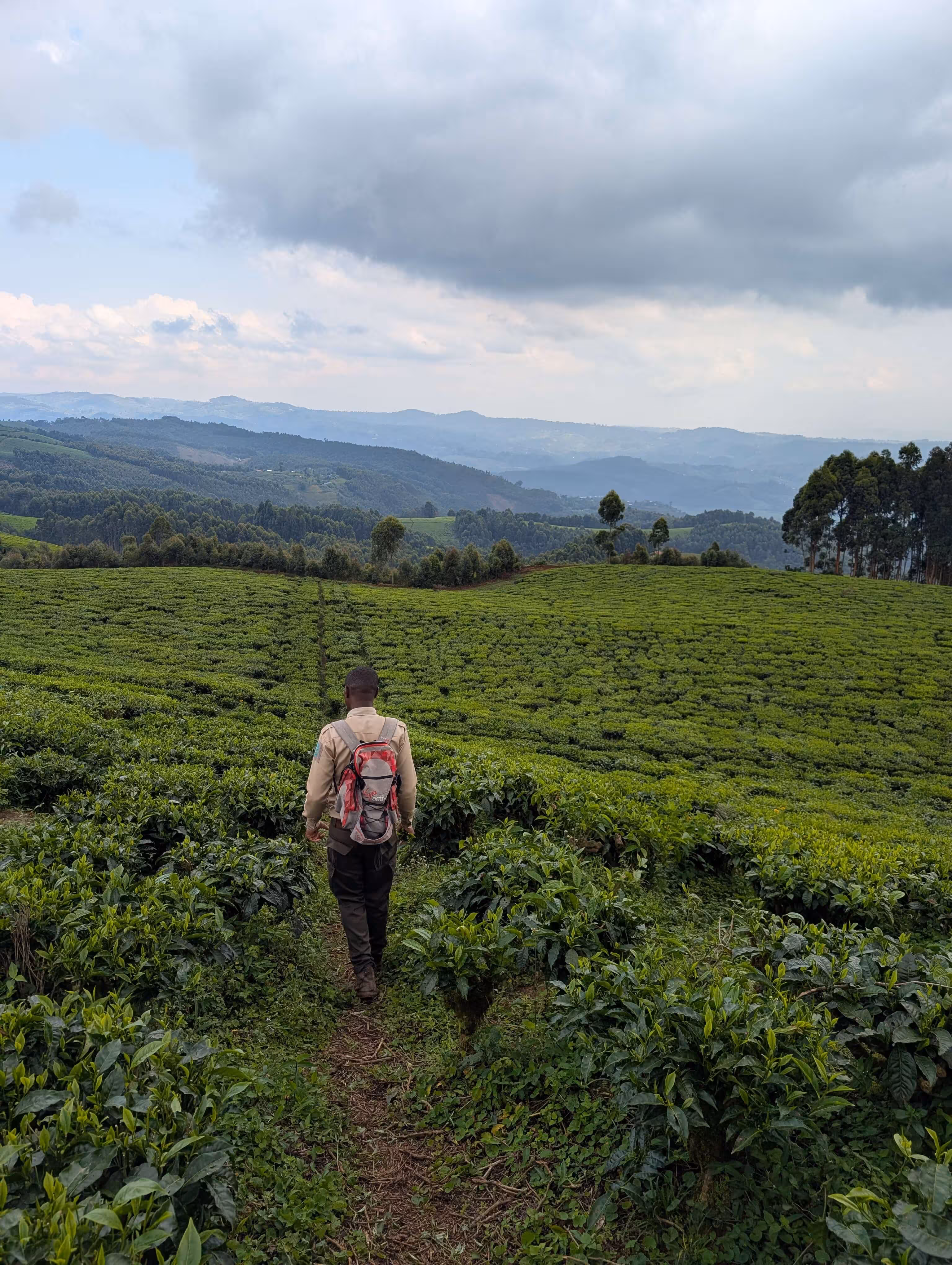 Travelers hiking with a local guide in Rwanda, showcasing authentic experiences with Unbookd